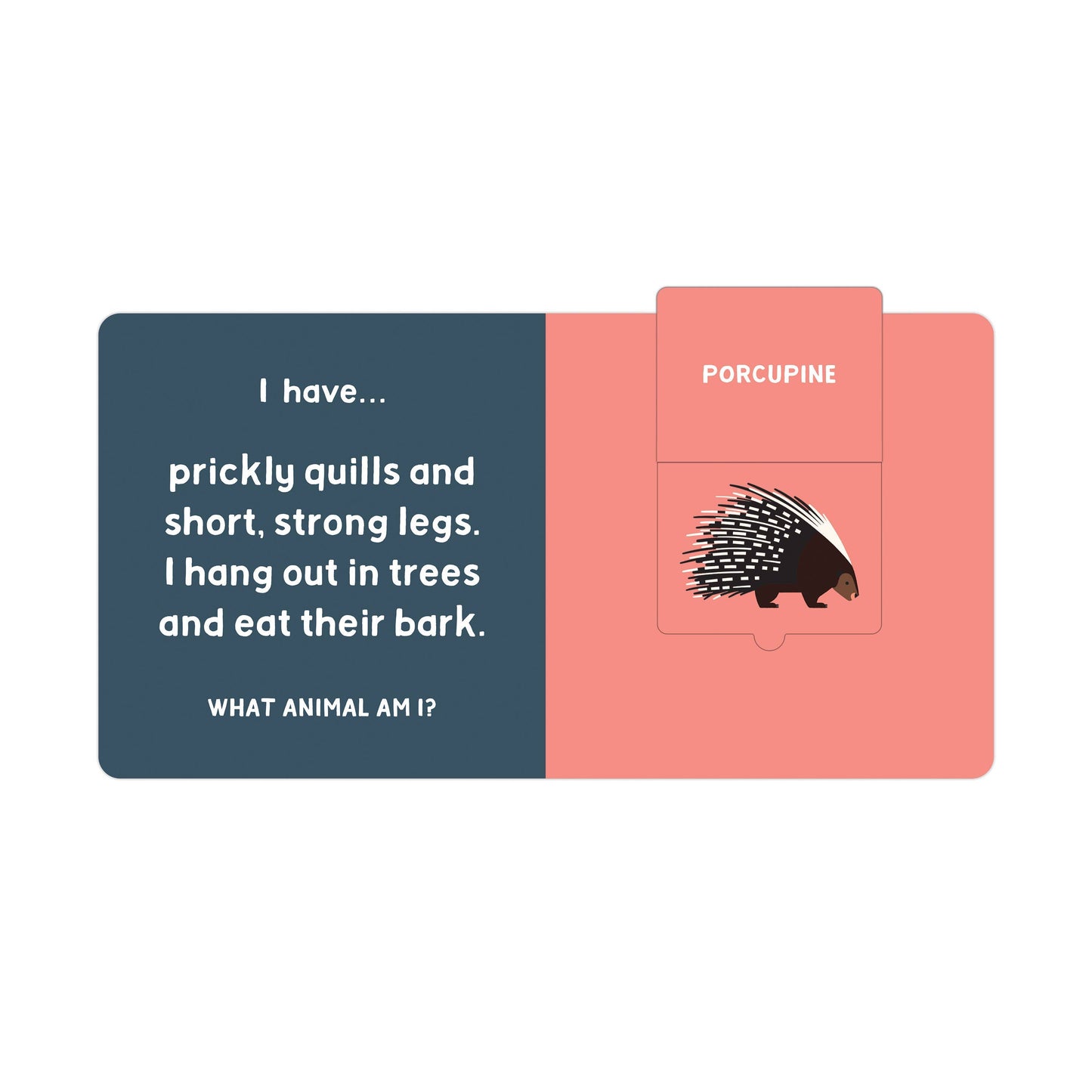 Forest Tracks: What Animal Am I?