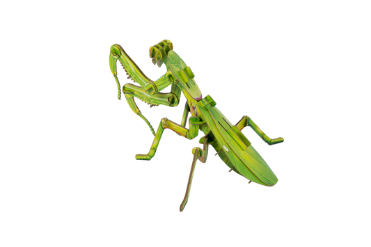 Giant Praying Mantis Puzzle