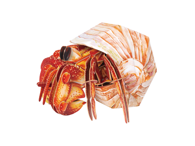 Hermit Crab 3D Puzzle