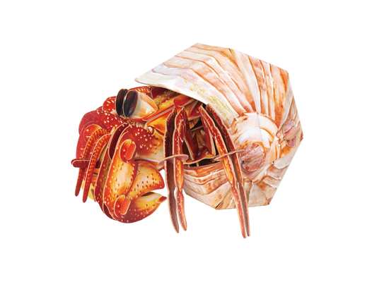 Hermit Crab 3D Puzzle